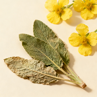 Mullein Oil